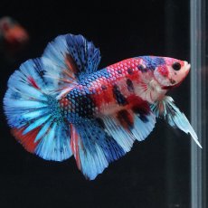 画像1: HMPK　キャンディギャラクシー (1)