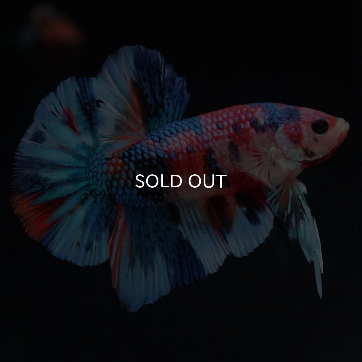 画像12: HMPK　キャンディギャラクシー (12)