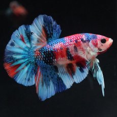 画像12: HMPK　キャンディギャラクシー (12)