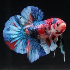 画像4: HMPK　キャンディギャラクシー (4)