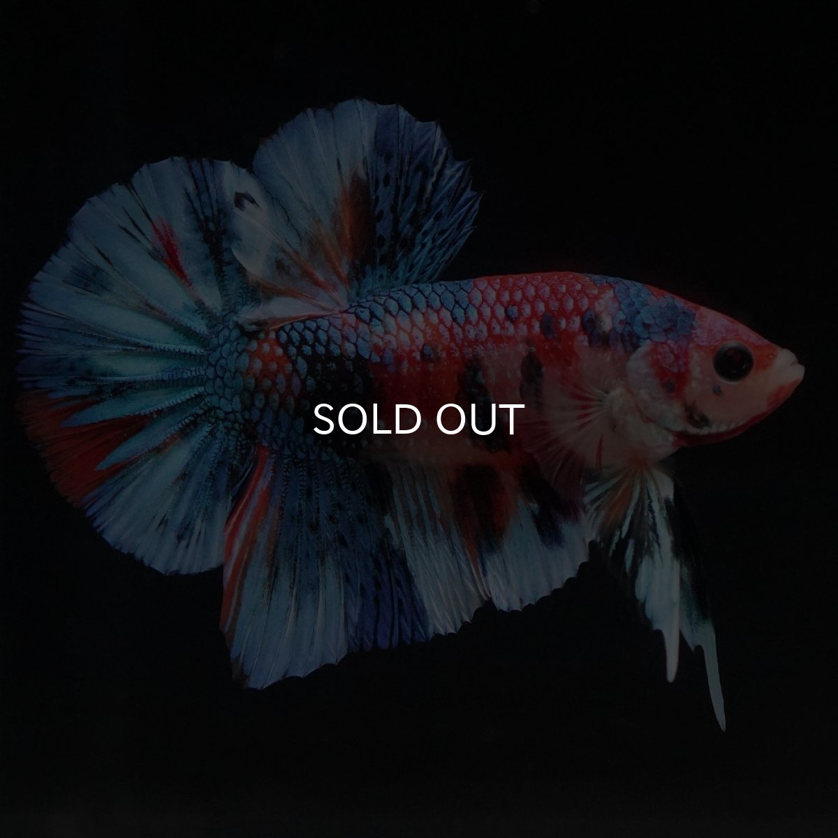 画像13: HMPK　キャンディギャラクシー (13)