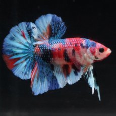 画像13: HMPK　キャンディギャラクシー (13)