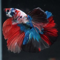 画像1: HM　キャンディ (1)