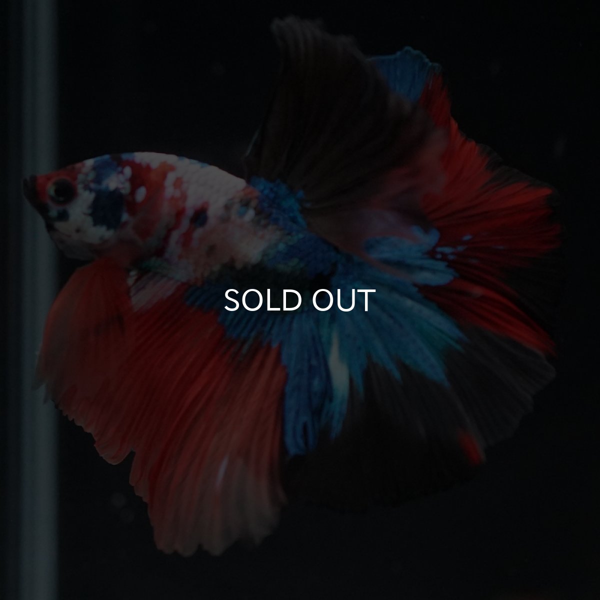 画像3: HM　キャンディ (3)