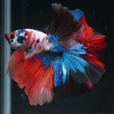 画像3: HM　キャンディ (3)