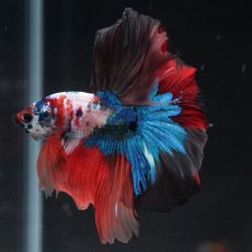 画像4: HM　キャンディ (4)