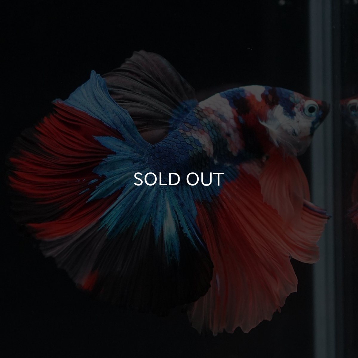 画像5: HM　キャンディ (5)