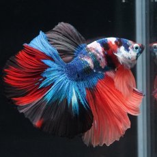 画像5: HM　キャンディ (5)