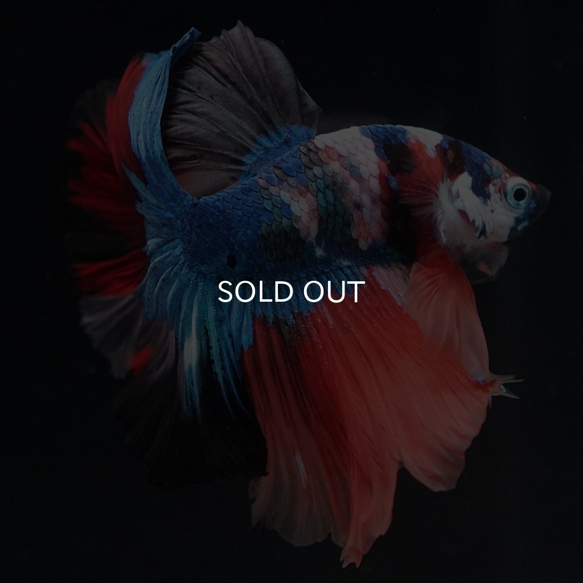 画像6: HM　キャンディ (6)