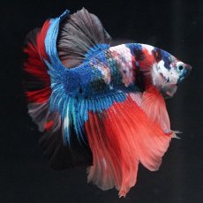 画像6: HM　キャンディ (6)