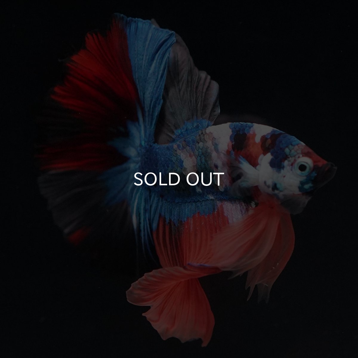 画像2: HM　キャンディ (2)