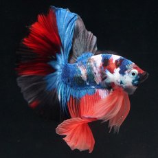 画像2: HM　キャンディ (2)