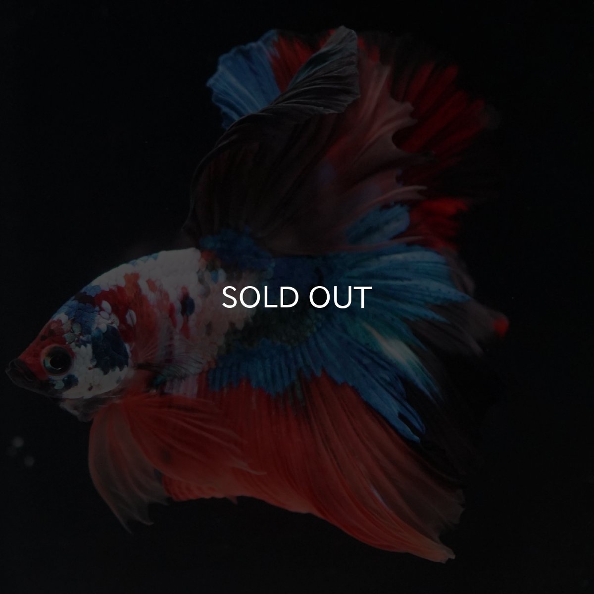 画像7: HM　キャンディ (7)