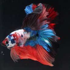 画像7: HM　キャンディ (7)