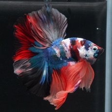 画像8: HM　キャンディ (8)