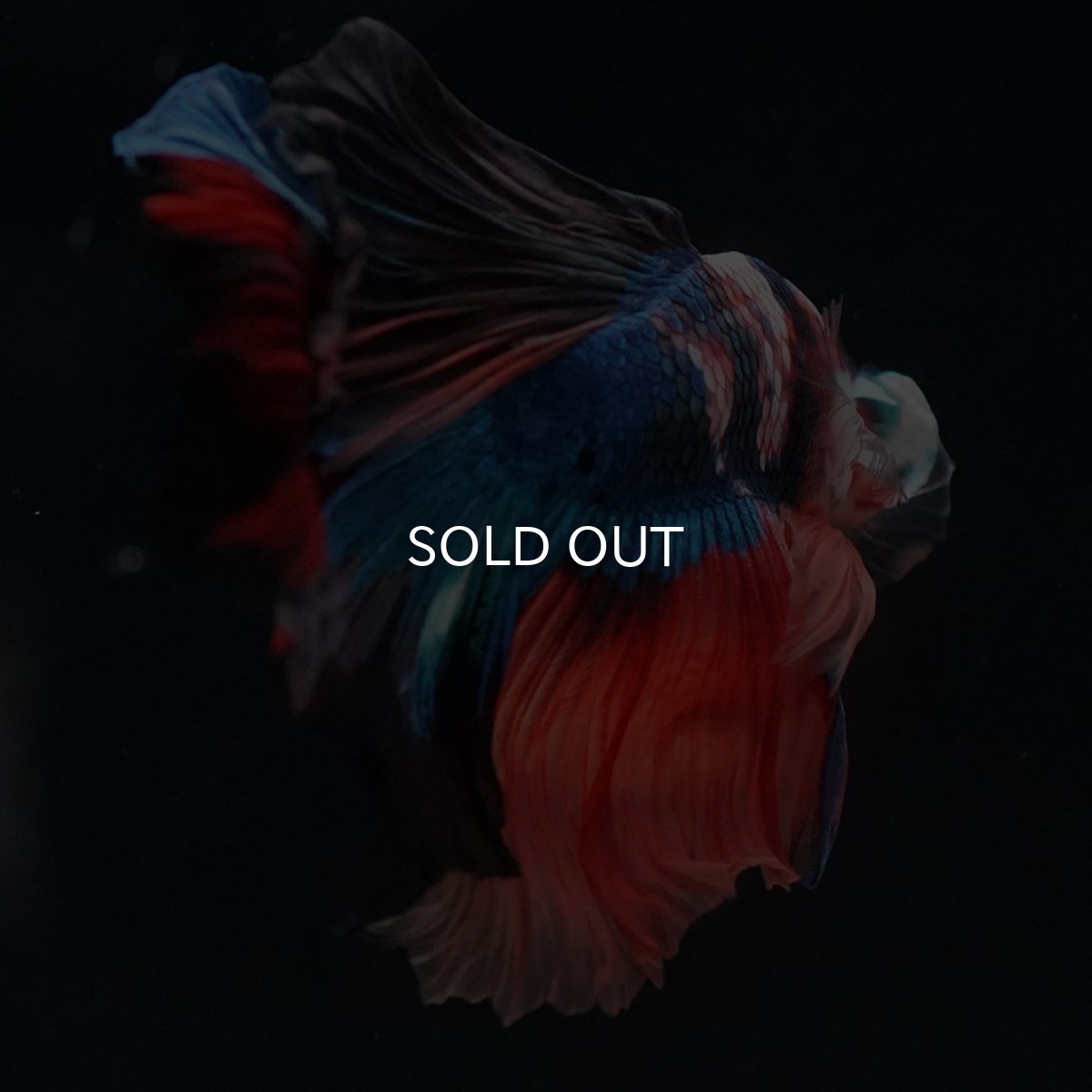 画像9: HM　キャンディ (9)