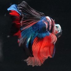 画像9: HM　キャンディ (9)