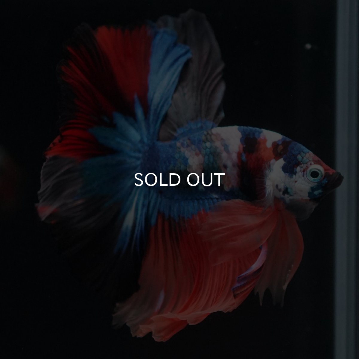 画像10: HM　キャンディ (10)