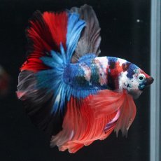 画像10: HM　キャンディ (10)