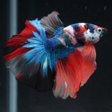 画像11: HM　キャンディ (11)