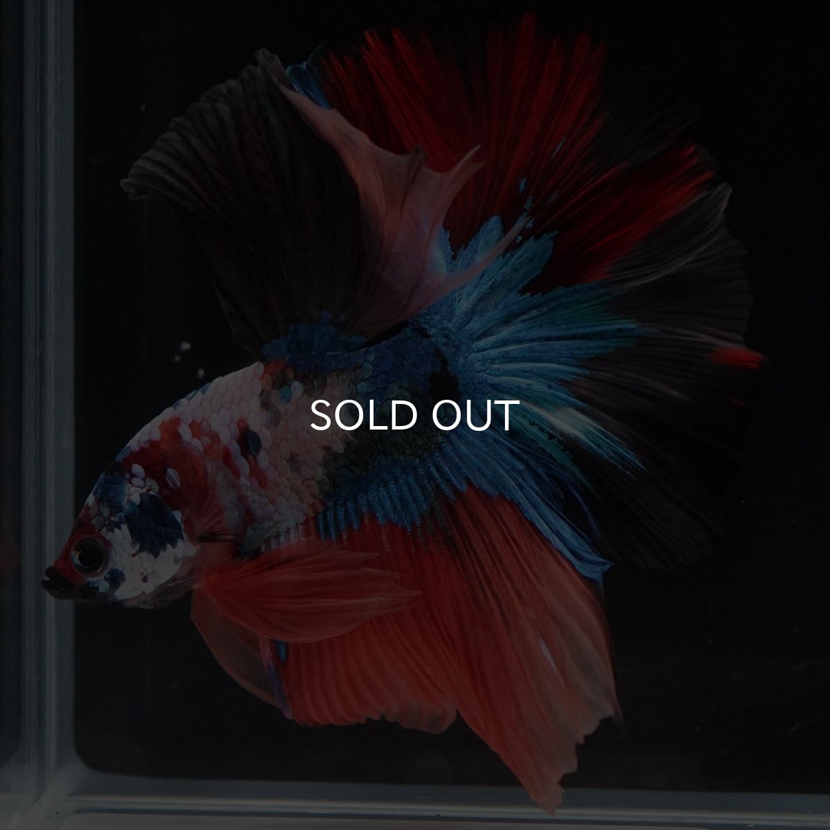 画像12: HM　キャンディ (12)