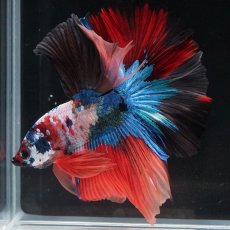 画像12: HM　キャンディ (12)