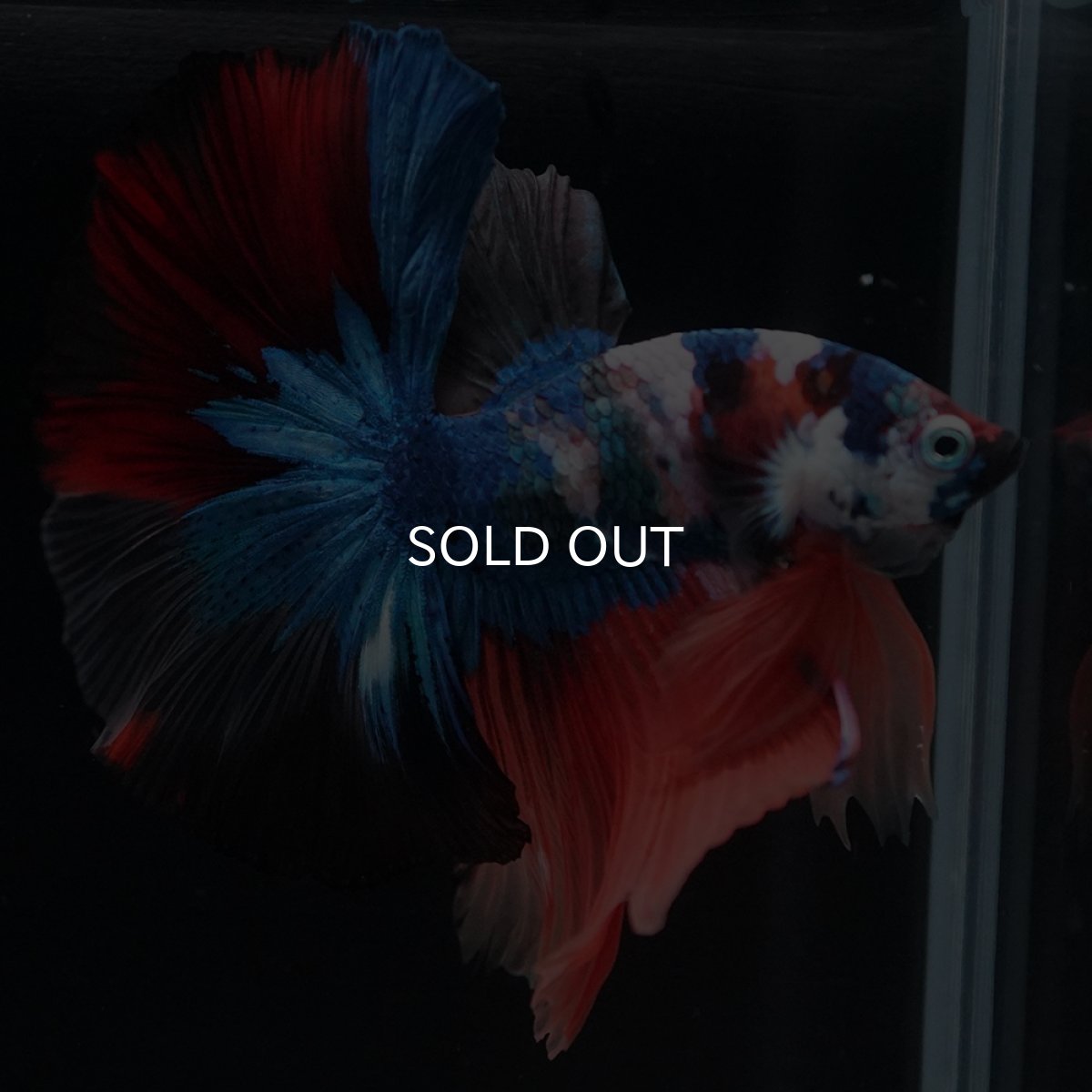 画像13: HM　キャンディ (13)