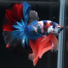 画像13: HM　キャンディ (13)