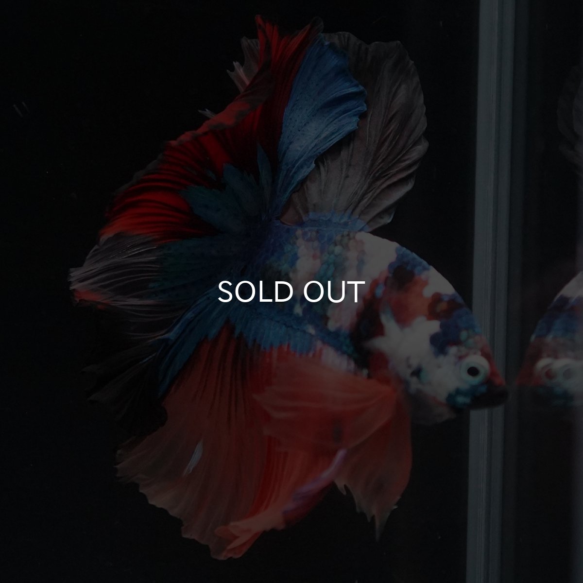 画像14: HM　キャンディ (14)