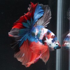 画像14: HM　キャンディ (14)