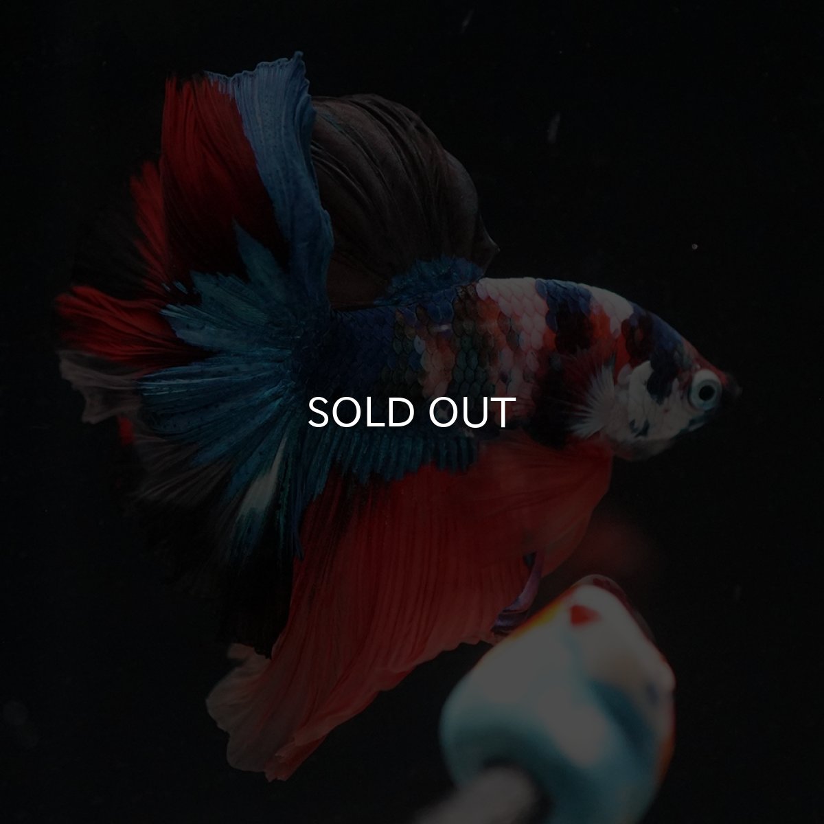 画像15: HM　キャンディ (15)