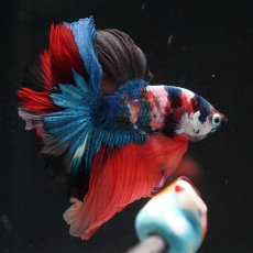 画像15: HM　キャンディ (15)