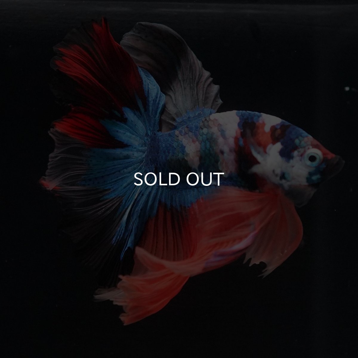 画像16: HM　キャンディ (16)