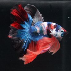 画像16: HM　キャンディ (16)