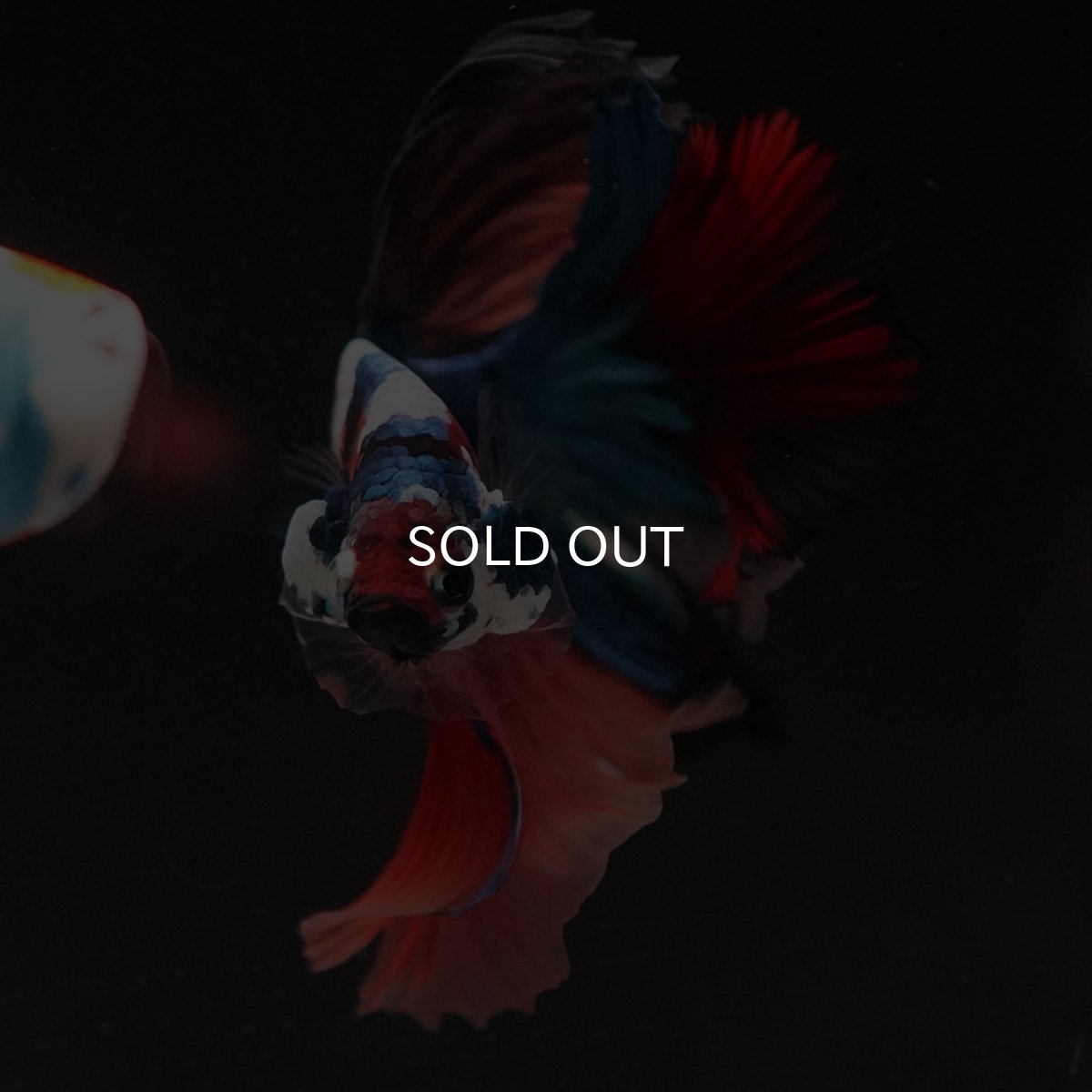 画像17: HM　キャンディ (17)