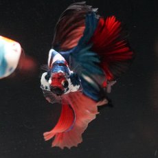 画像17: HM　キャンディ (17)