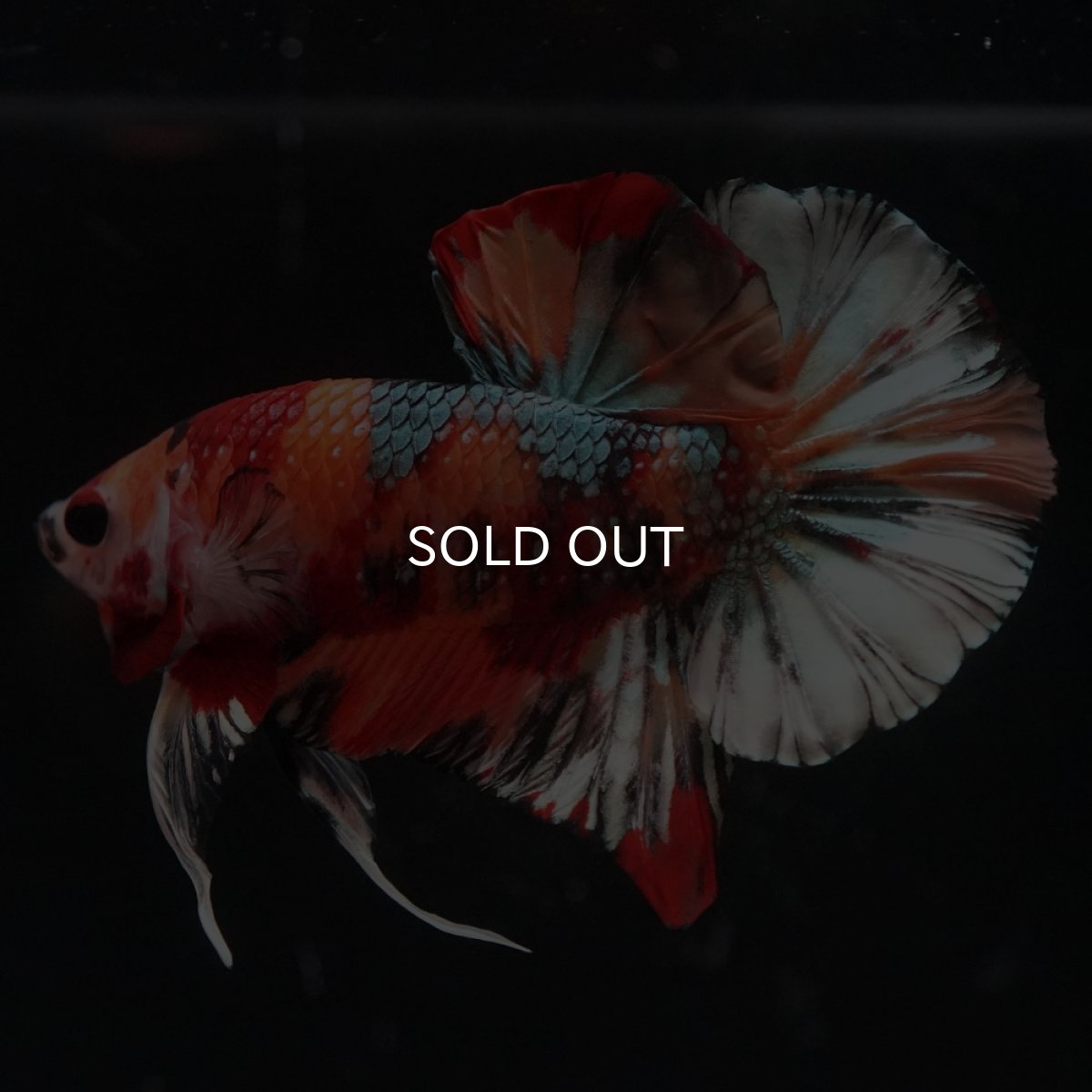 画像1: HMPK　キャンディカッパー (1)