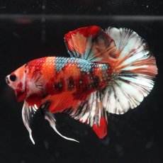 画像1: HMPK　キャンディカッパー (1)