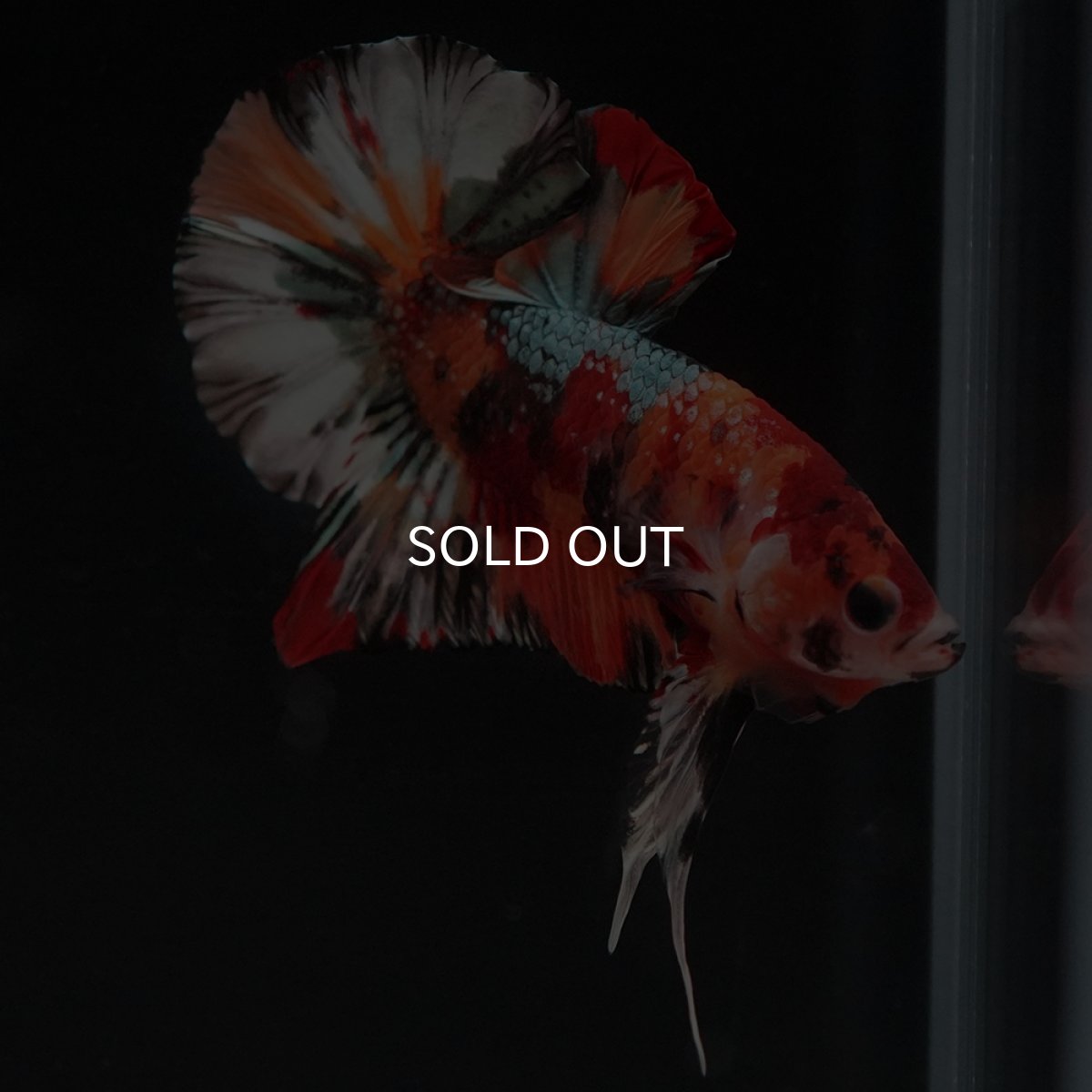 画像3: HMPK　キャンディカッパー (3)