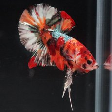 画像3: HMPK　キャンディカッパー (3)