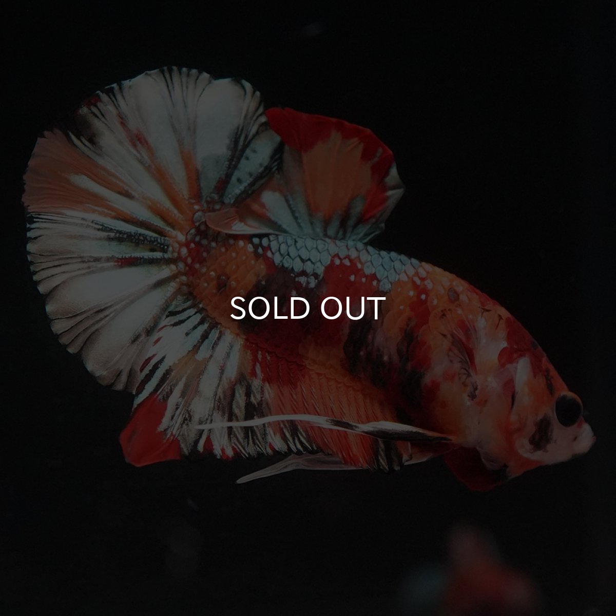 画像4: HMPK　キャンディカッパー (4)