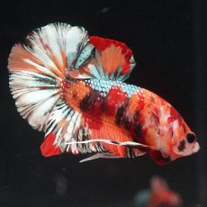 画像4: HMPK　キャンディカッパー (4)