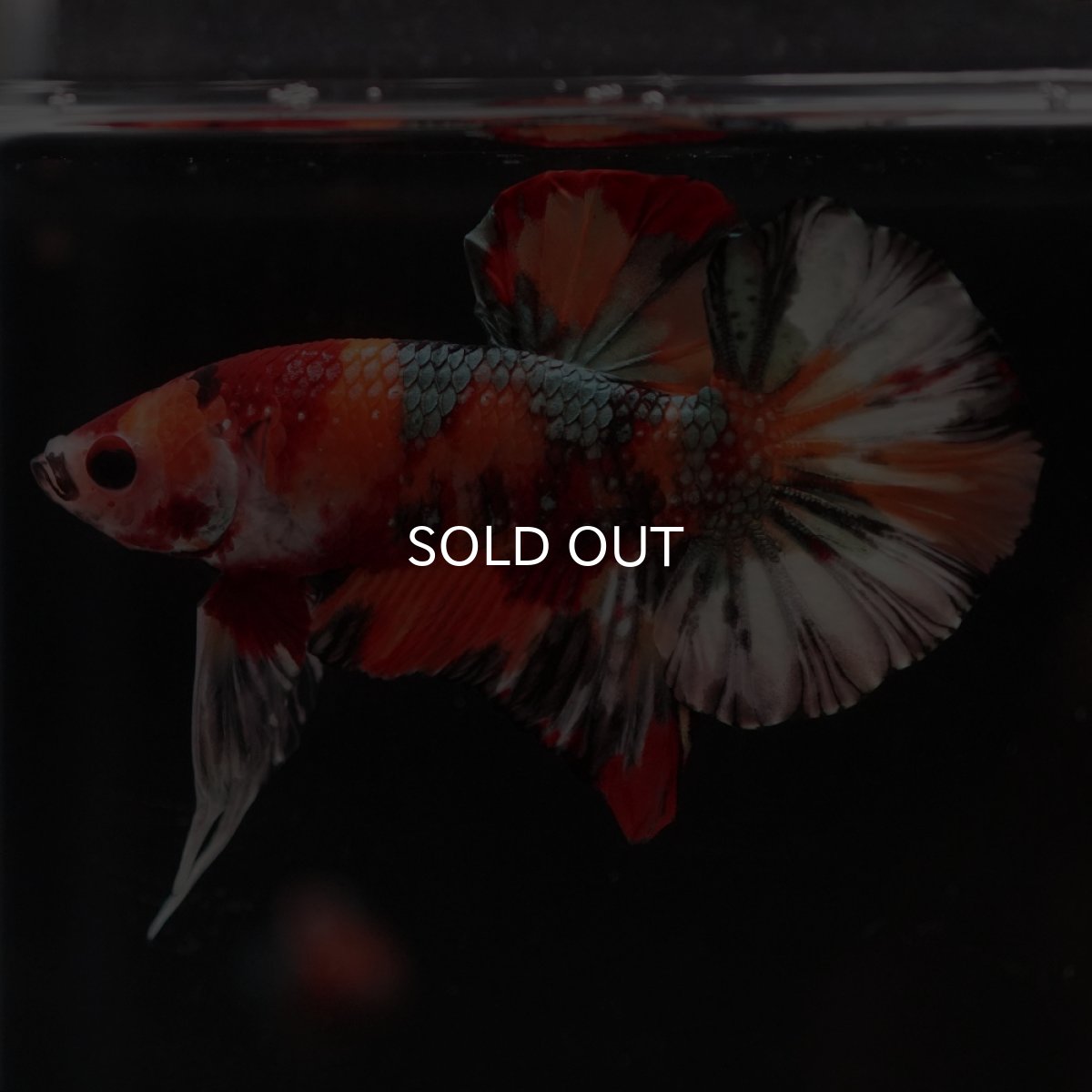 画像5: HMPK　キャンディカッパー (5)