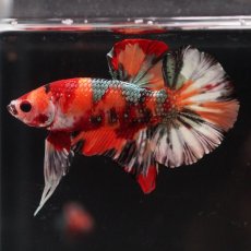 画像5: HMPK　キャンディカッパー (5)