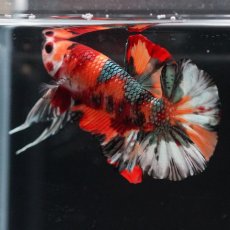 画像6: HMPK　キャンディカッパー (6)