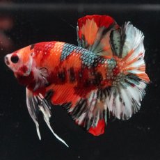 画像7: HMPK　キャンディカッパー (7)