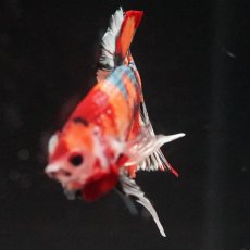 画像8: HMPK　キャンディカッパー (8)