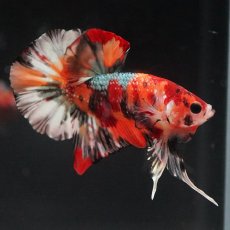 画像2: HMPK　キャンディカッパー (2)