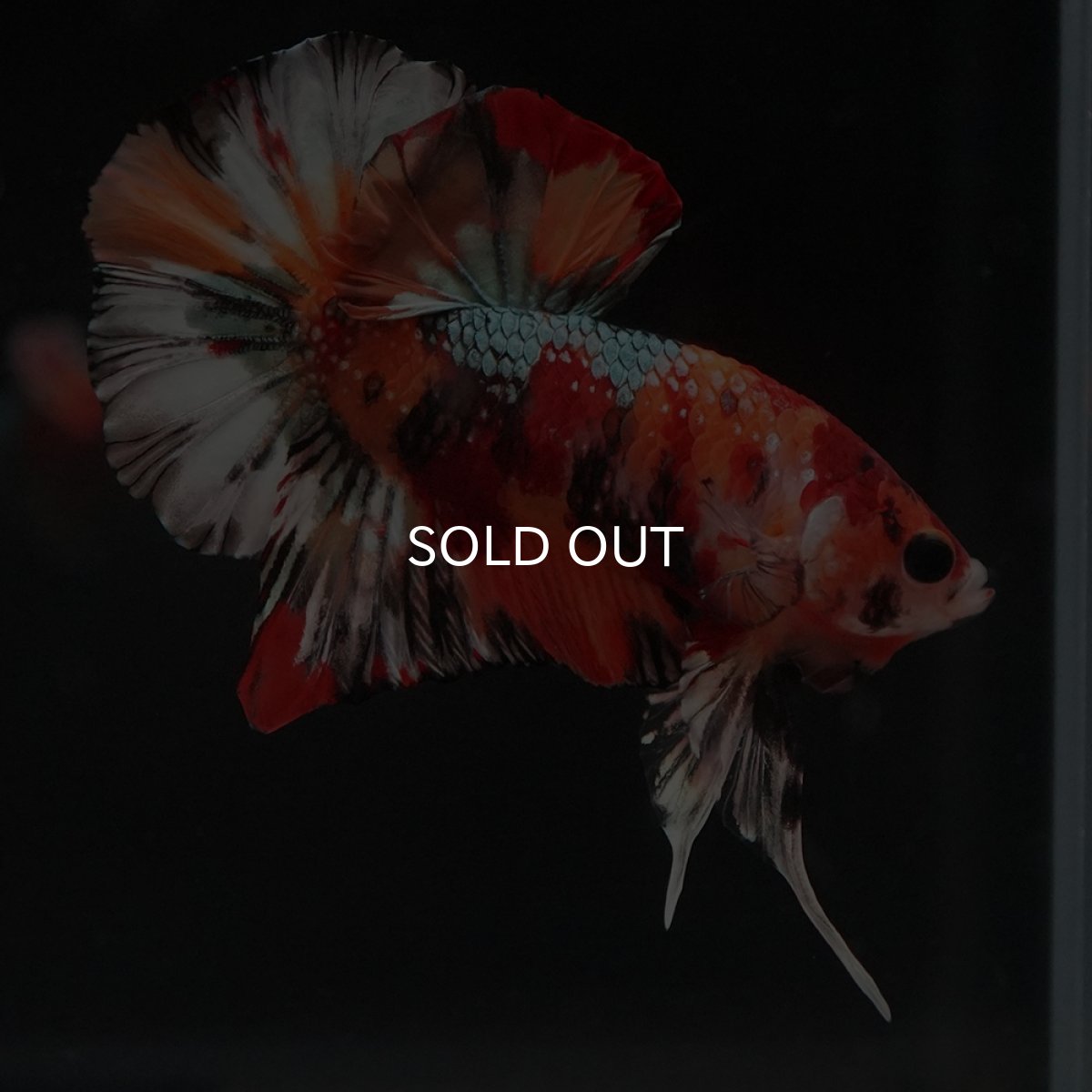 画像9: HMPK　キャンディカッパー (9)