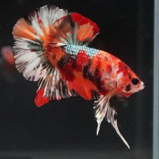 画像9: HMPK　キャンディカッパー (9)